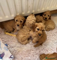 Cockapoo dogs - Advert 1