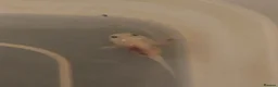 Axolotl reptiles for sale: Baby Leucistic 'pink' axolotls  - Advert 2