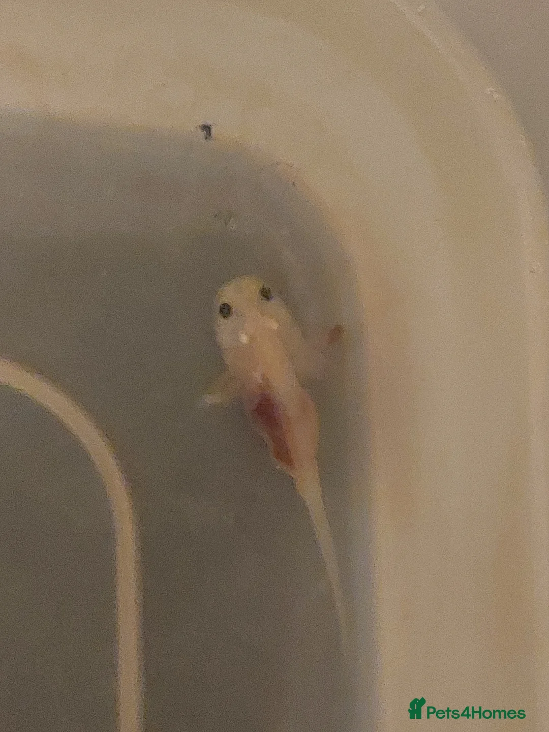 Axolotl reptiles for sale: Baby Leucistic 'pink' axolotls  - Advert 2