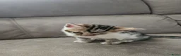 Bengal cats for sale: Bengal kittens - Advert 9