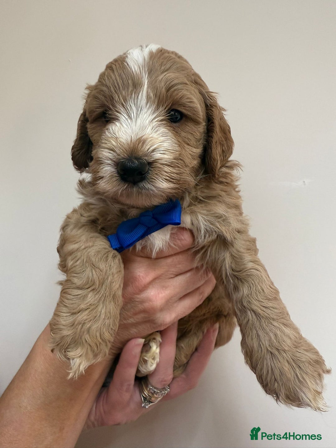 Cockapoo dogs for sale: F1 Cockerpoo's  - Image 9
