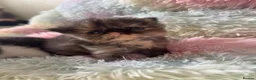 Persian cats for sale: Exotic long hair Persian kittens - Advert 11