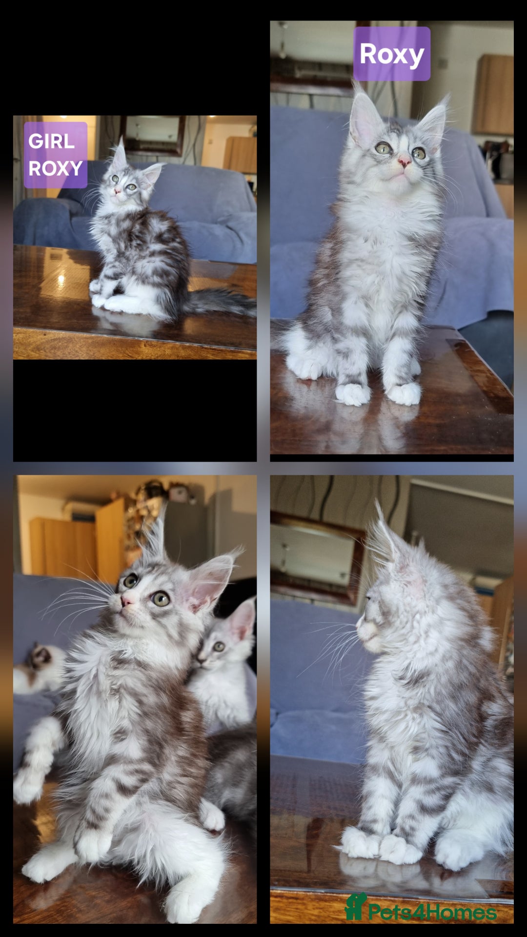 Maine Coon cats for sale: Big beautiful black silver tabby pedigree  kittens - Image 8