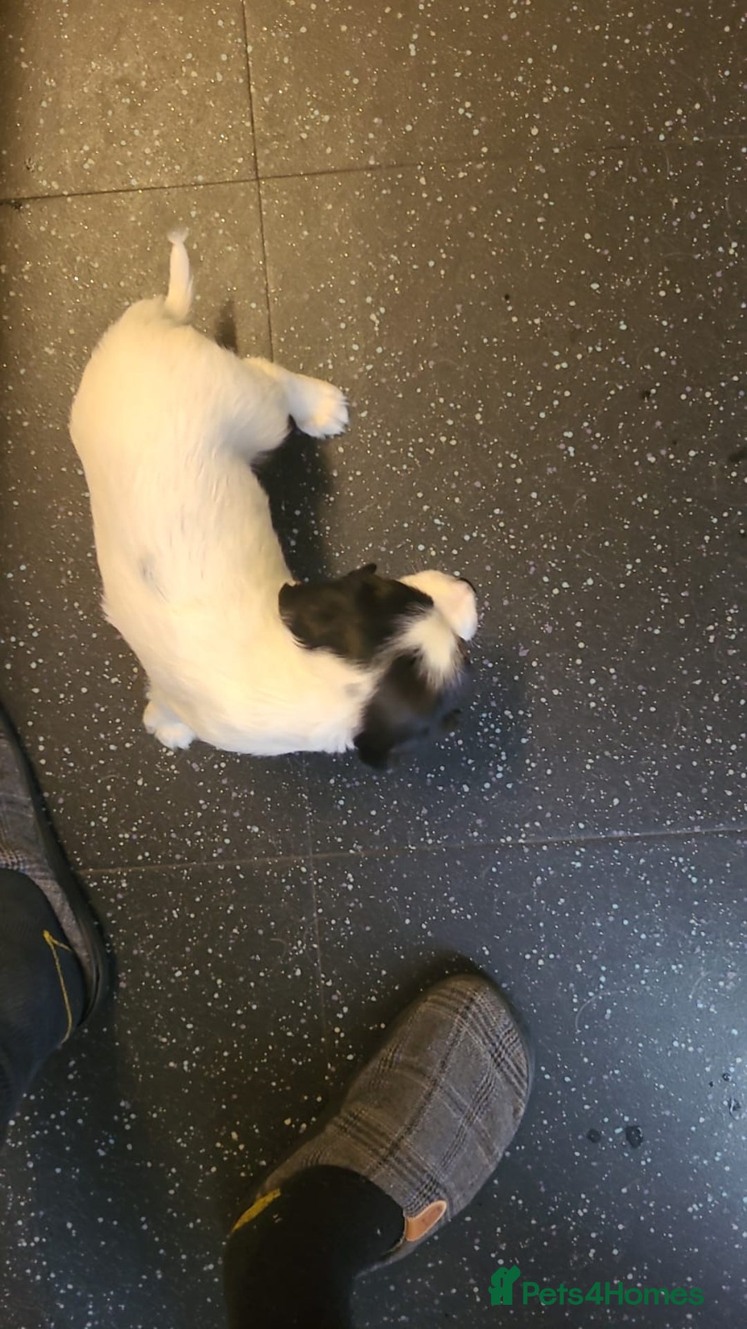 English Springer Spaniel dogs for sale: Kc registered springer spaniel puppies  in Sturminster Newton - Image 6