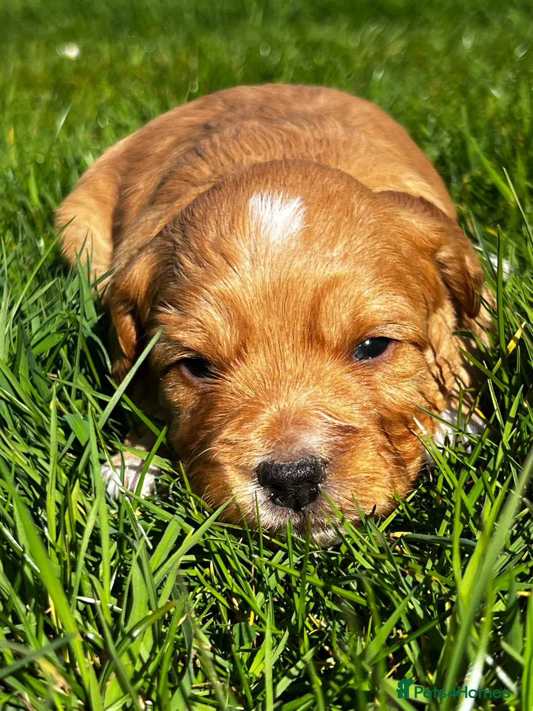 Toy Poodle dogs for stud: KC Registered Red Toy Poodle Fully DNA Tested in Radstock - Advert 32