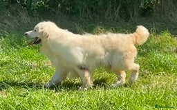 Golden Retriever dogs for sale: KC Reg pups, Health tested parents. - Image 1