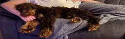 Cocker Spaniel dogs for sale: Show Type Kc Reg Cocker Spaniel Puppies - Advert 29