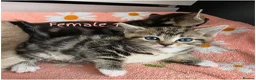 Mixed Breed cats for sale: 🔹️🔹️Lovely Kittens🔹️🔹️Ragdoll x domestic cat.  - Advert 4
