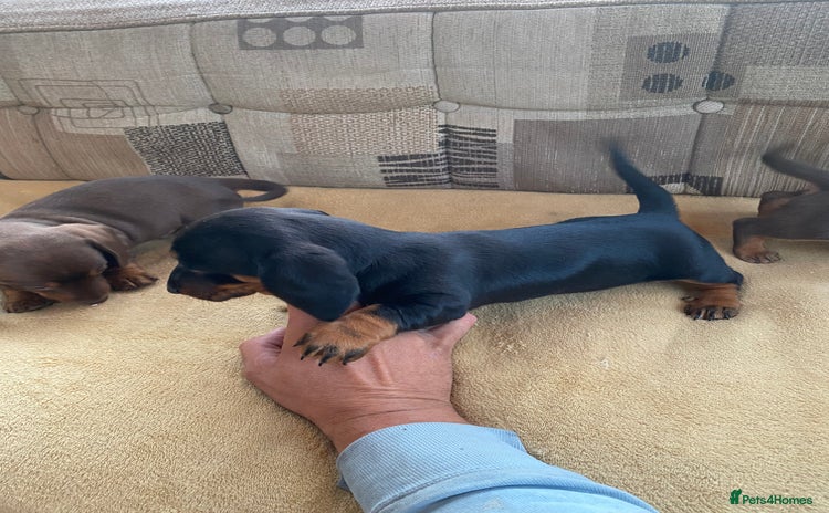Dachshund dogs - Advert 8