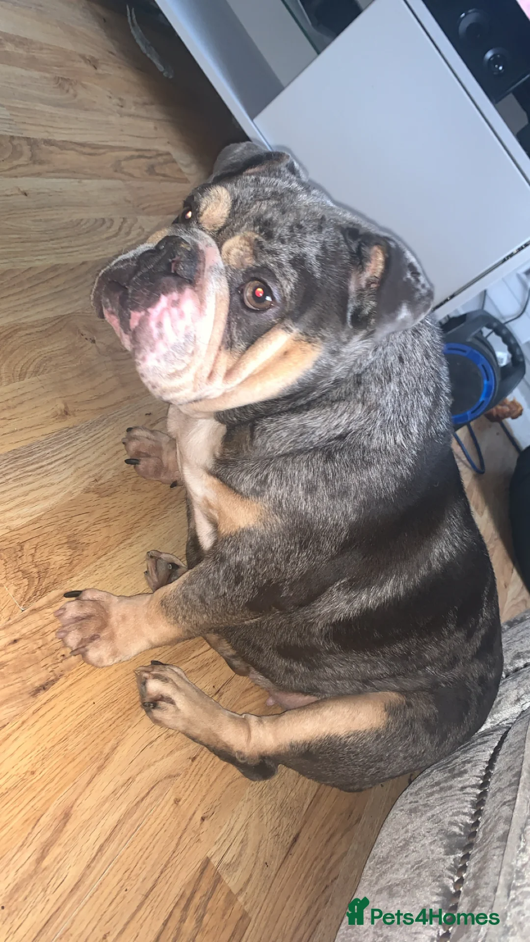 English Bulldog dogs for sale: English bulldog 3 year old  - Advert 2