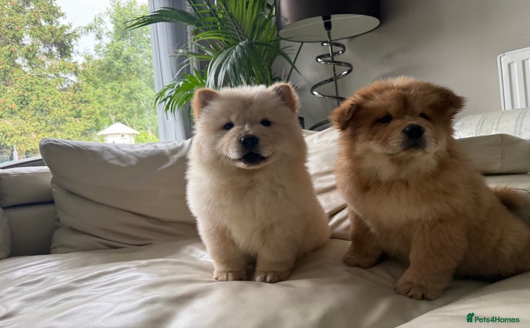 Chow Chow dogs in Staines - Advert 1