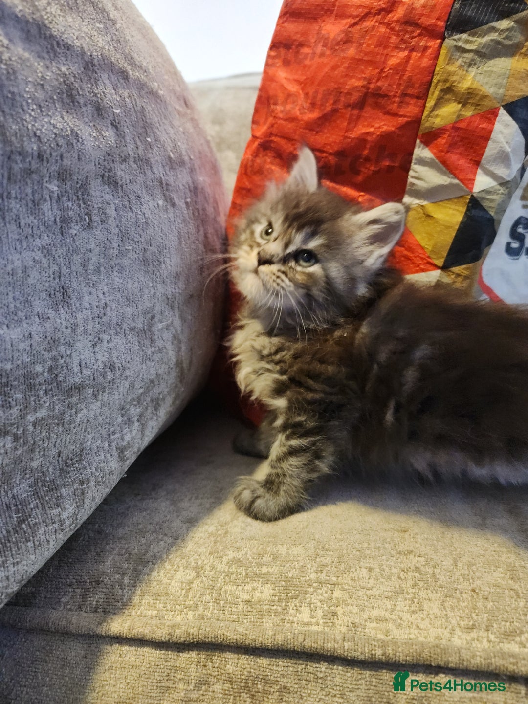 Maine Coon cats for sale: Pure Maine coon kittens - Advert 4