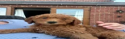 Labradoodle dogs for sale: Ready F1b labradoodle curl red health test parent  - Advert 1