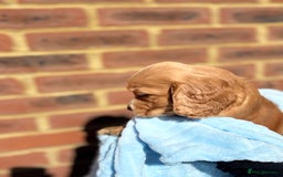 Cocker Spaniel dogs for sale: 🩷Rosie’s Stunning Puppies 🩷 - Image 8