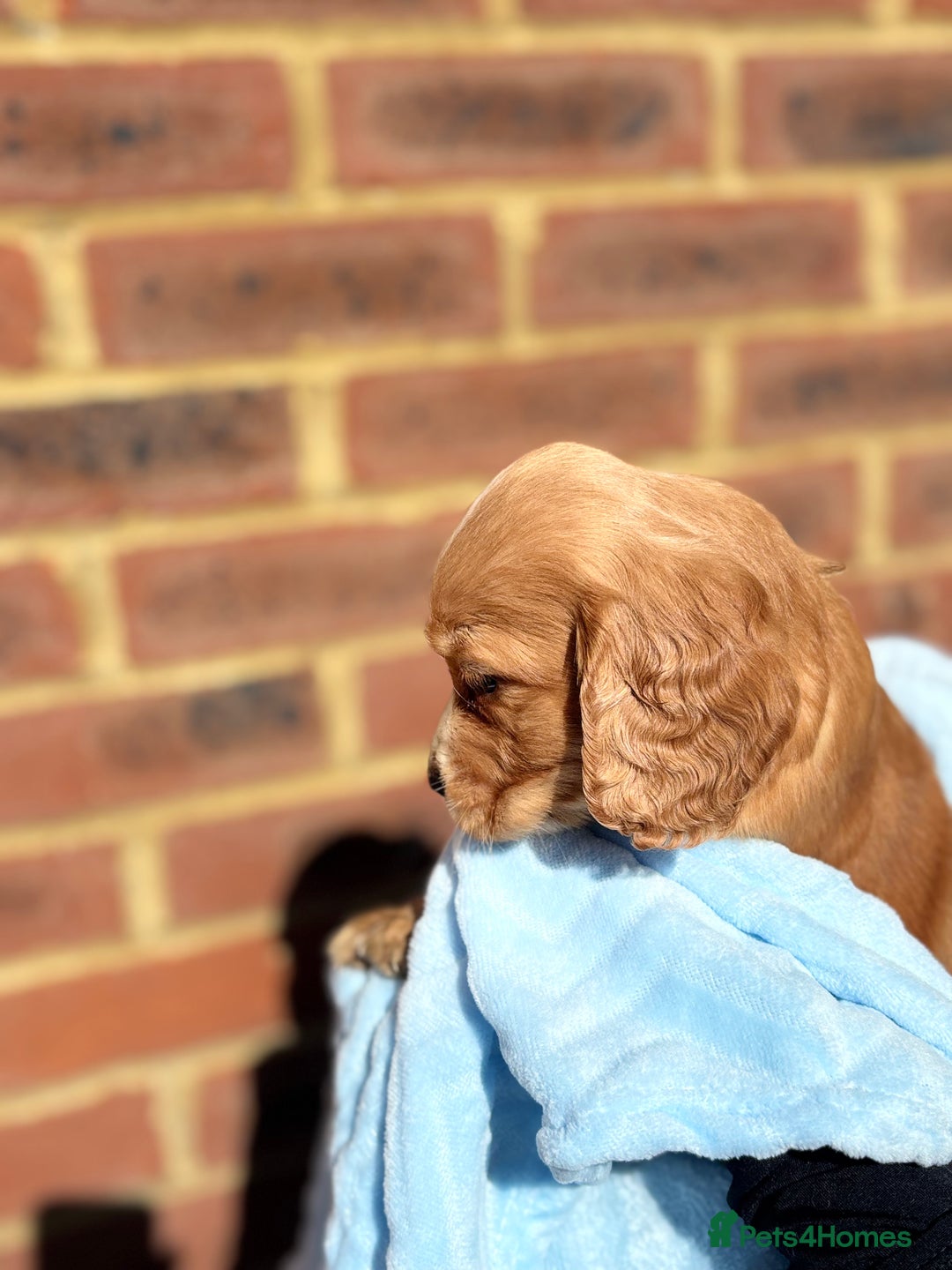 Cocker Spaniel dogs for sale: 🩷Rosie’s Stunning Puppies 🩷 - Image 8