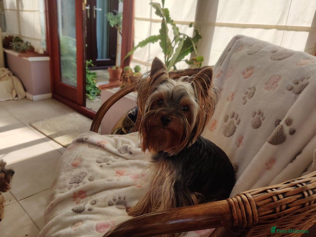 Yorkshire Terrier dogs for sale:  1 girl+1 boy  18 champions blood line KC registr - Image 2
