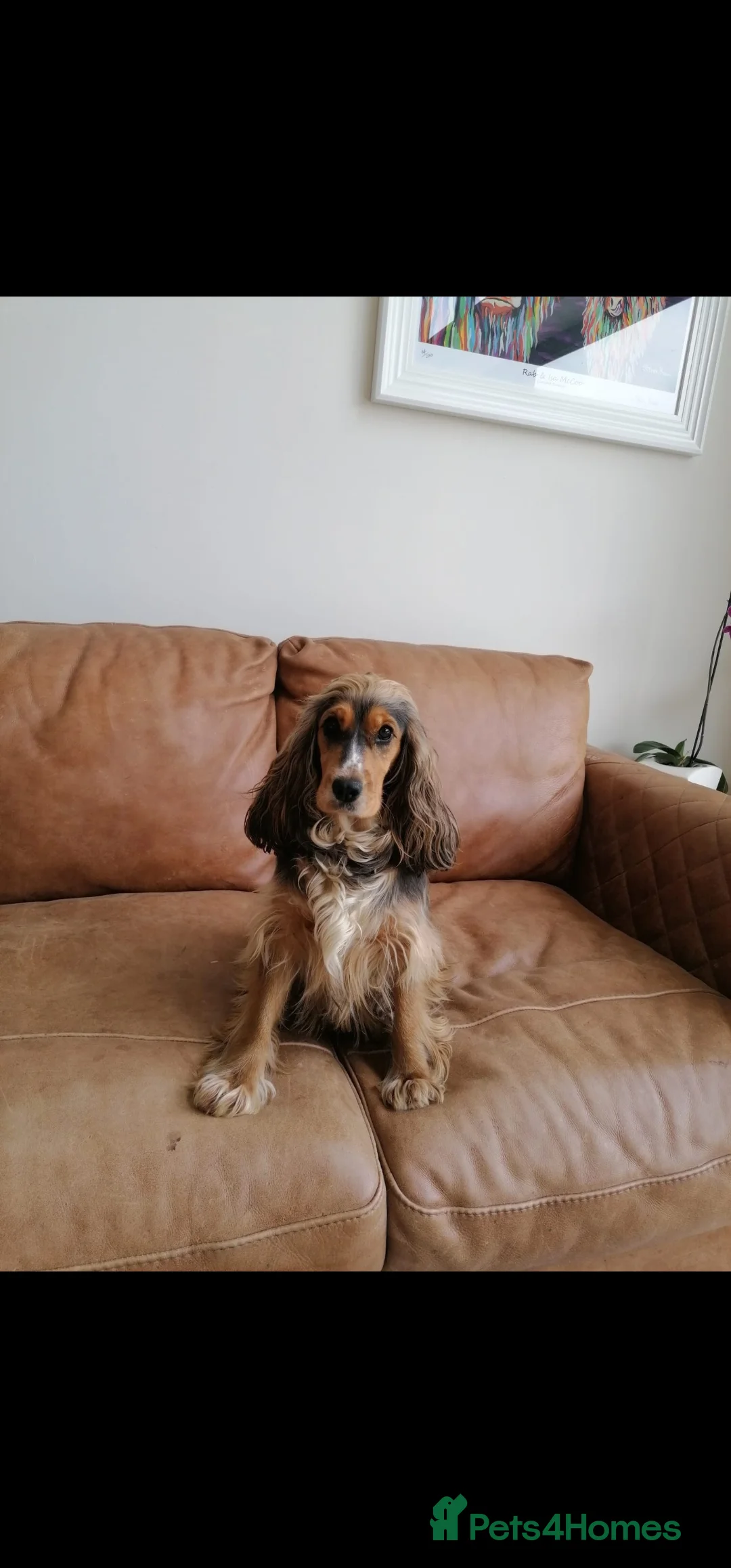 Cocker Spaniel dogs for sale: 5* Show Type Cocker Spaniels Villaspaniol Lines - Advert 2
