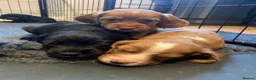 Cocker Spaniel dogs for sale: Cocker spaniel puppies (2 male available) in Alfreton - Advert 12