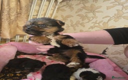 Yorkshire Terrier dogs for sale: 5 yorkies - Image 6