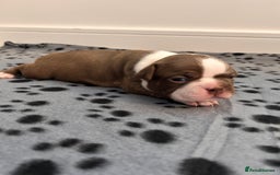 Boston Terrier dogs for sale: Beautiful Chunky KC Boston Terrier Puppies - Image 26