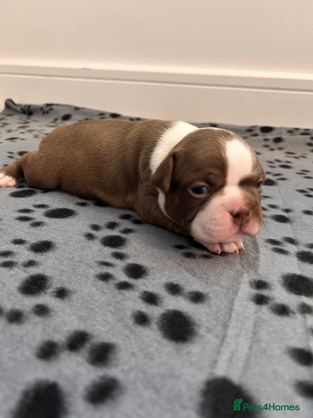 Boston Terrier dogs for sale: Beautiful Chunky KC Boston Terrier Puppies - Image 26