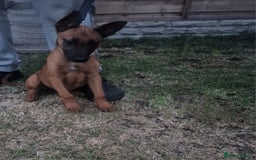Belgian Shepherd Dog dogs for sale: Belgium malinois puppy  - Image 3