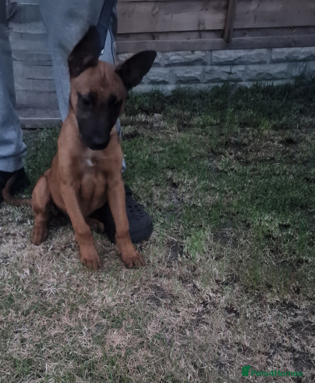 Belgian Shepherd Dog dogs for sale: Belgium malinois puppy  - Image 3