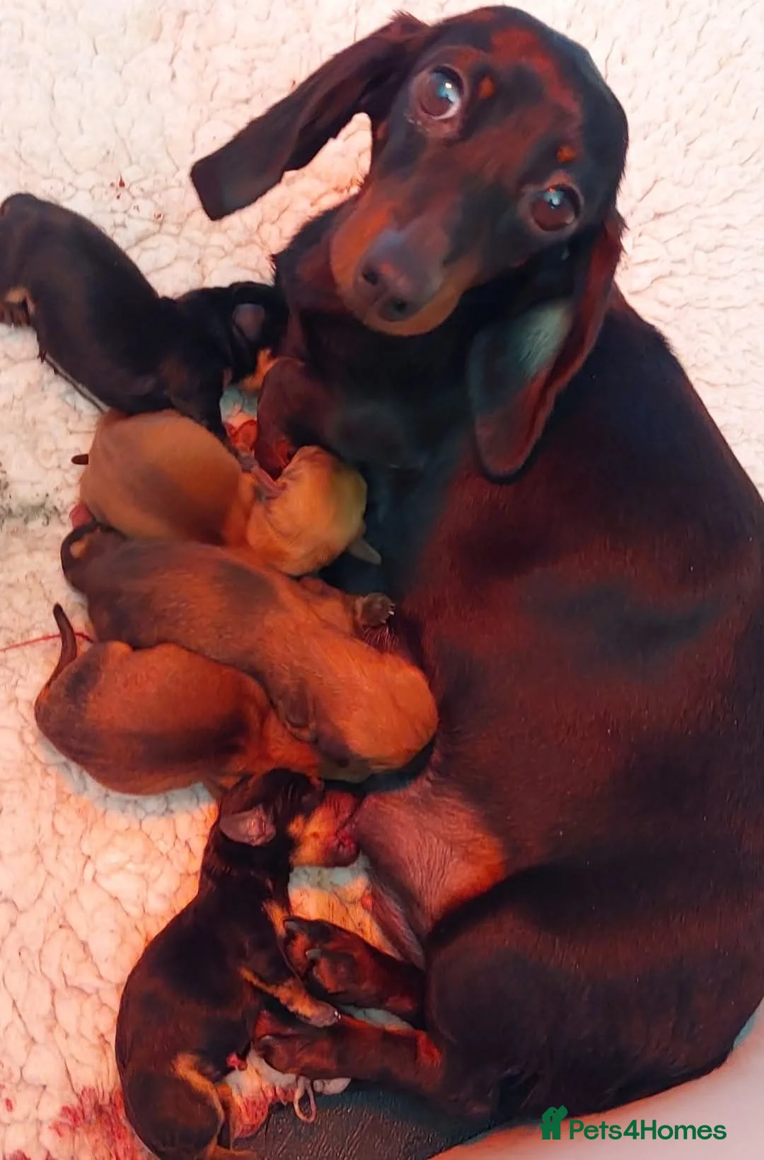 Miniature Dachshund dogs for stud: 🍦Cupid Draw back your bow🩷 up for stud!  - Advert 3