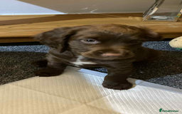 Sprocker dogs for sale: 1 chocolate boy sproker 10 weeks  - Image 20