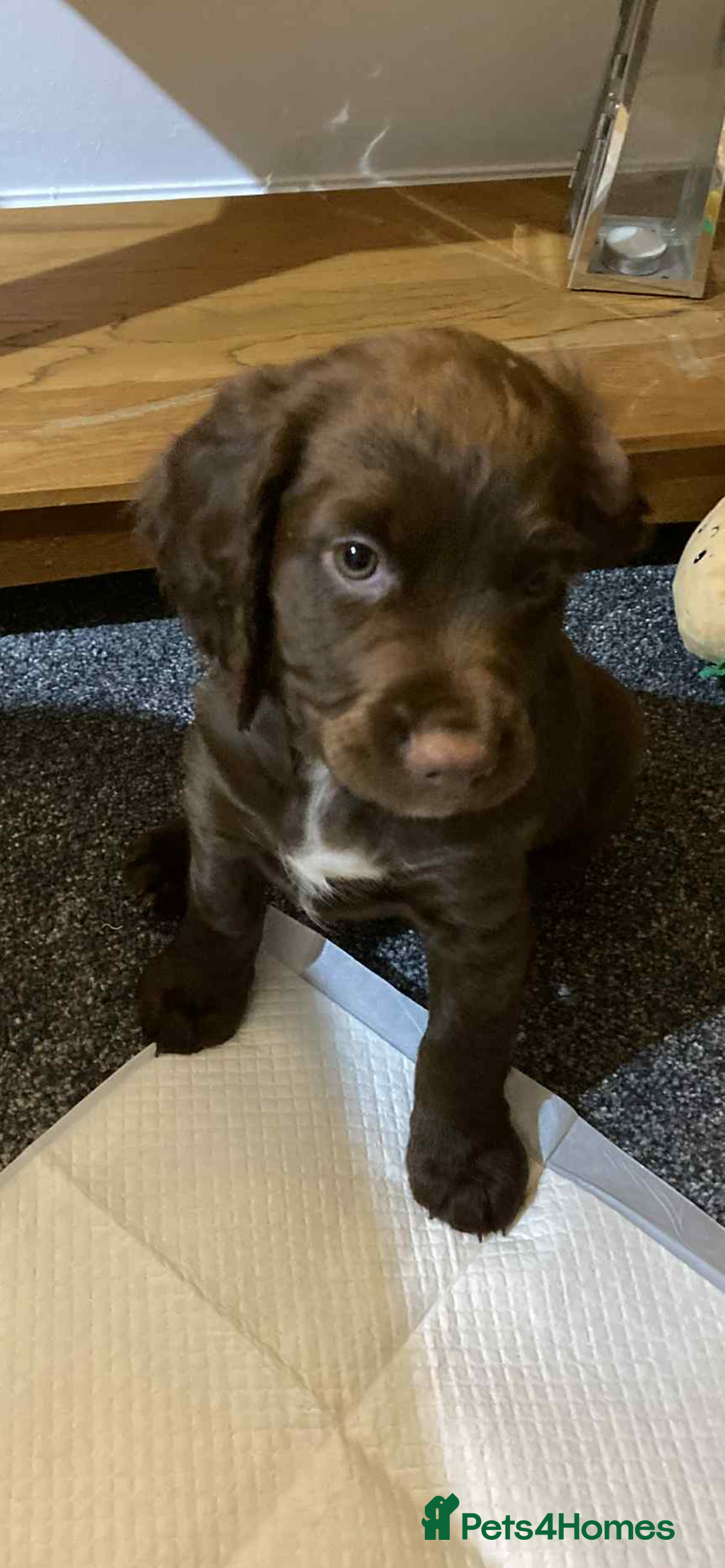 Sprocker dogs for sale: 1 chocolate boy sproker 10 weeks  - Image 20