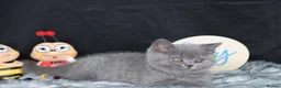 British Shorthair cats for sale: Tica registered British Shorthaired kittens - Advert 16