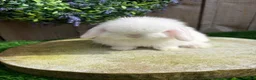 Mini Lop rabbits for sale: ⭐️ QUALITY FRIENDLY BABY MINI LOPS ⭐️ - Advert 6