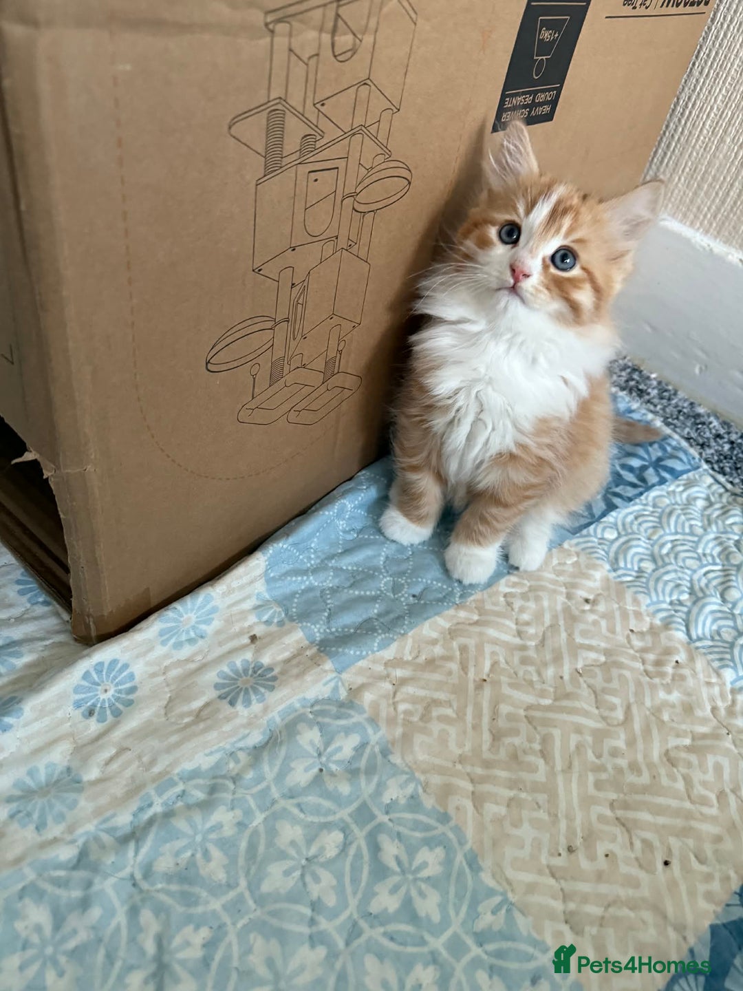 Persian cats for sale: Very fluffy kittens  - Advert 2