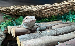 Bearded Dragon reptiles for sale: Bearded dragon and setup - Image 1