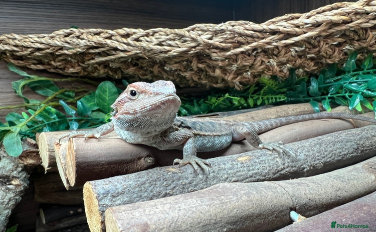 Bearded Dragon reptiles - Advert 6