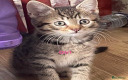 Bengal cats for sale: Bengal cross boy and girl - Image 1