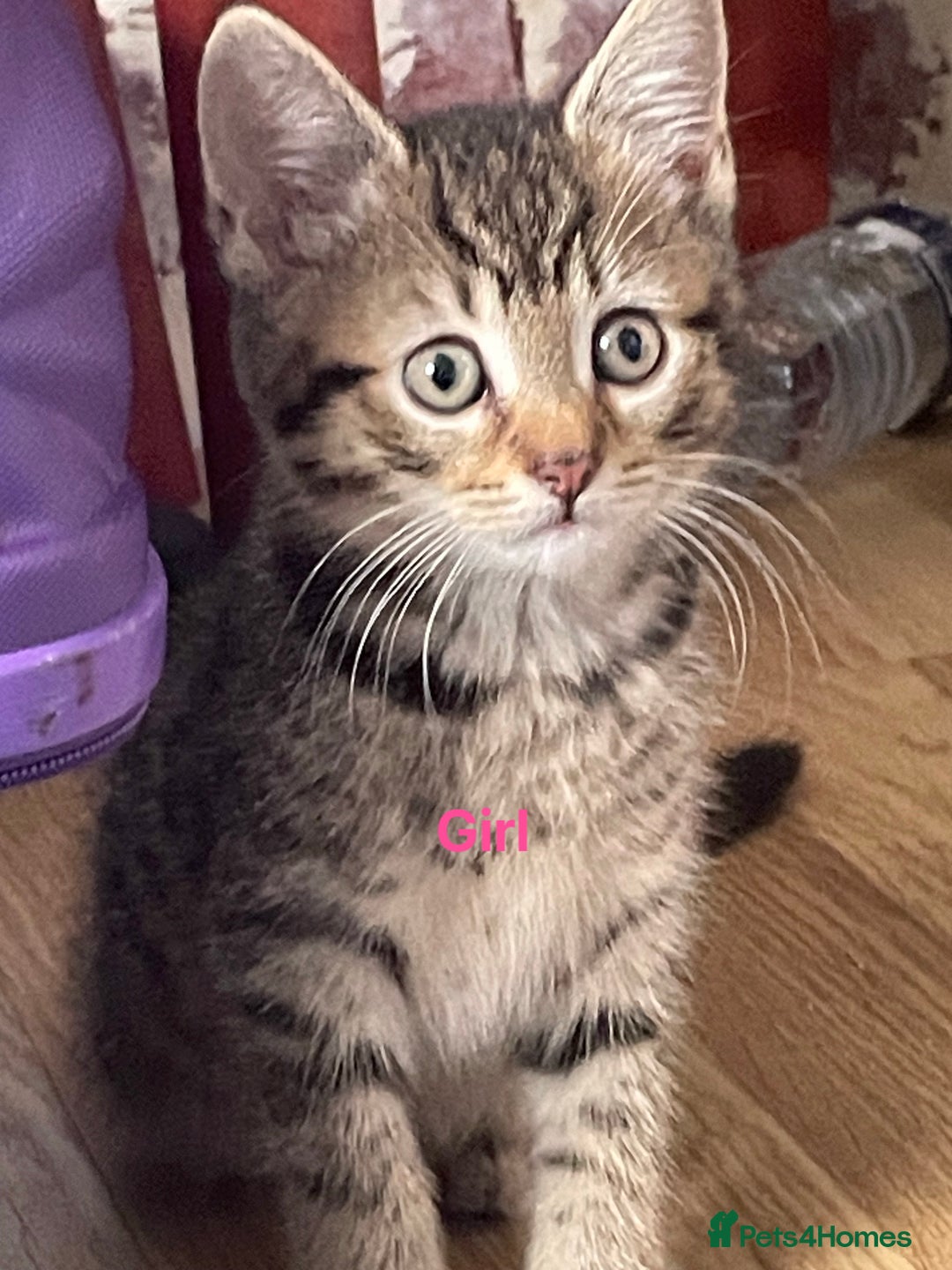 Bengal cats for sale: Bengal cross boy and girl - Image 1