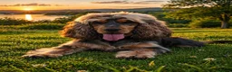 Cocker Spaniel dogs for sale: ✨Show cocker spaniel puppies✨ - Advert 7