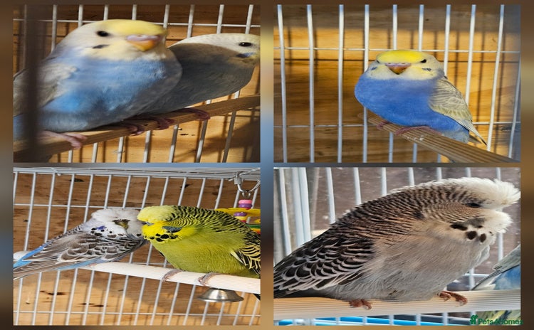 Budgerigars birds - Advert 17