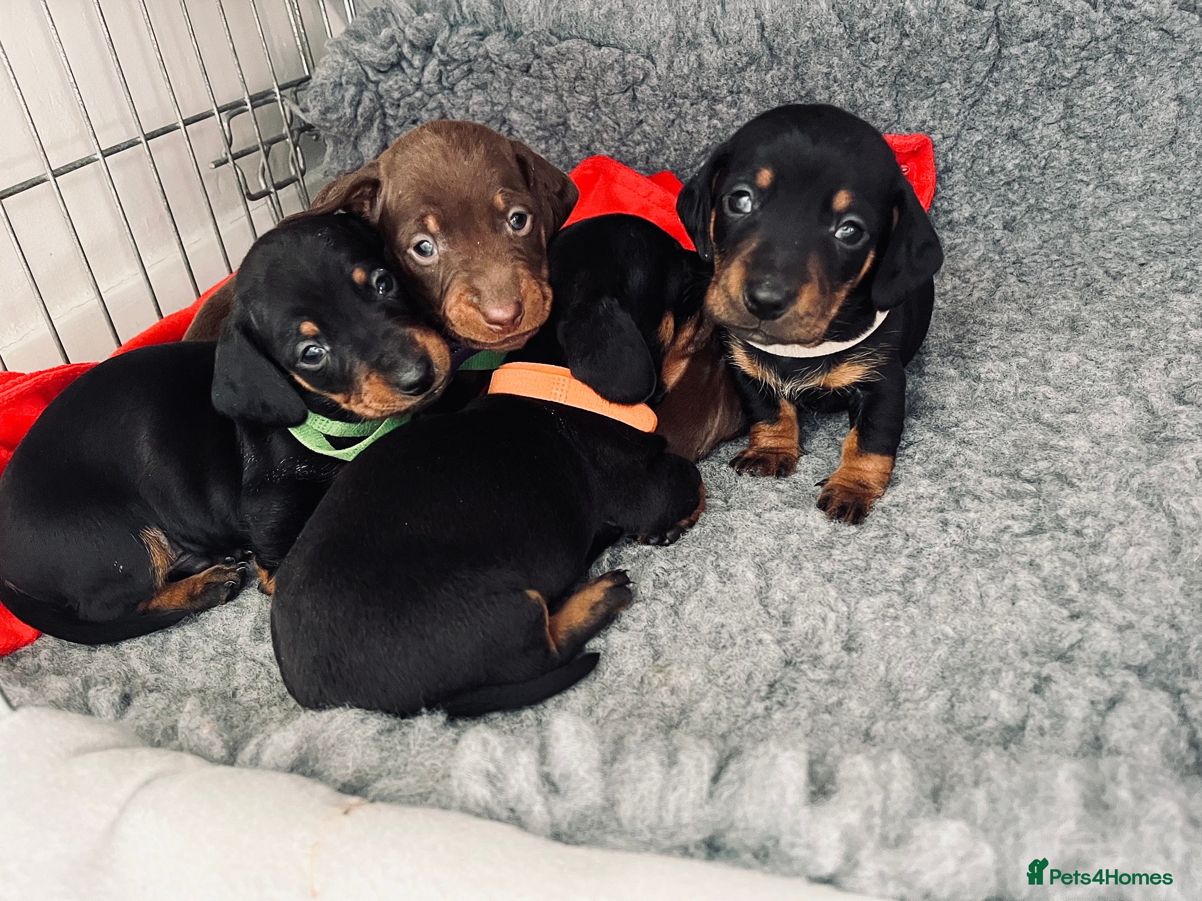 Miniature Dachshund dogs Beautiful Baby Sausages - Advert 15