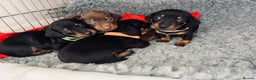 Miniature Dachshund dogs for sale: Beautiful Baby Sausages - Advert 1