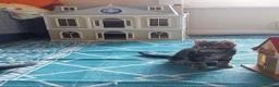 Mixed Breed cats for sale: Playful kittens looking for loving home - Advert 12