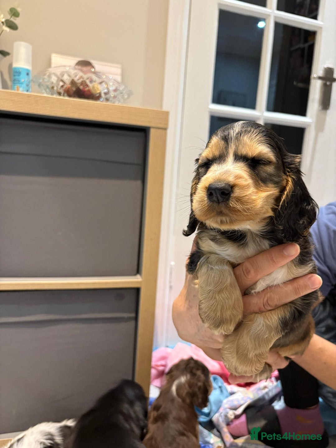 Cocker Spaniel dogs for sale: Pure show type KC reg DNA health test  - Advert 17