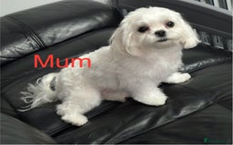 Maltese dogs for sale: 🤩Gorgeous little boy 🤩 - Image 14