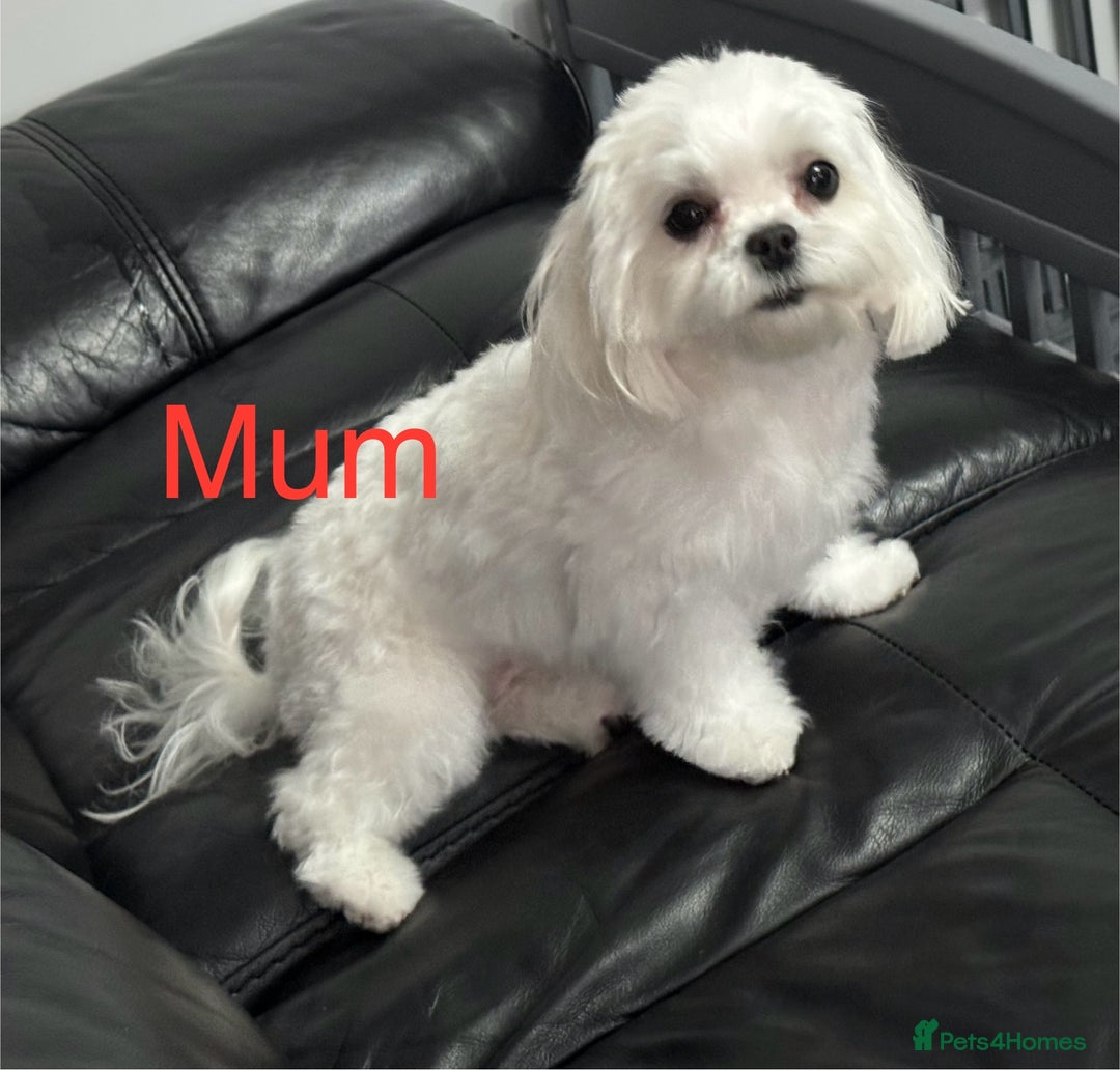 Maltese dogs for sale: 🤩Gorgeous little boy 🤩 - Image 14