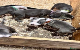 Staffordshire Bull Terrier dogs for sale:  ❤️ Beautiful Staffordshire puppies 🐶 - Advert 5