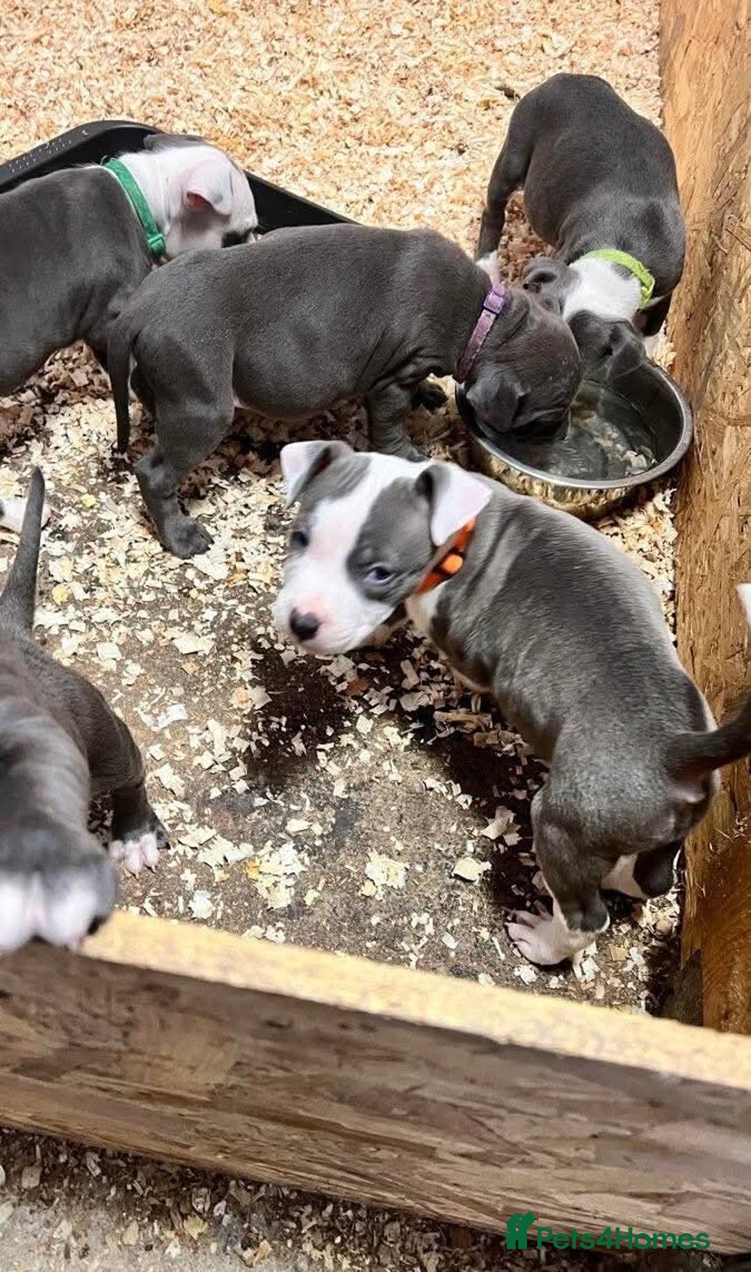 Staffordshire Bull Terrier dogs for sale:  ❤️ Beautiful Staffordshire puppies 🐶 - Advert 5