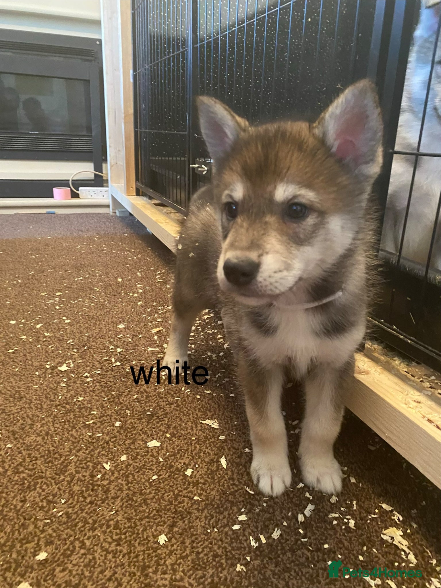 Mixed Breed dogs for sale: utanagan pups ready for their forever home - Advert 4