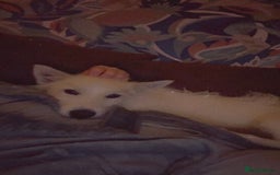 Mixed Breed dogs for sale: Husky X Terrier - Image 2