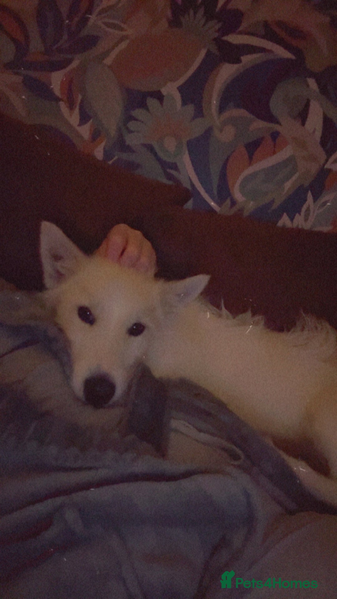 Mixed Breed dogs for sale: Husky X Terrier - Image 2